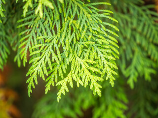 Thuja branches with drops of water after rain. Wet branches in the sunset light.