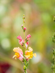 Pink flowers in the garden called Snapdragon or Antirrhinum majus or Bunny rabbits.