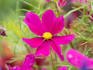 Obraz premium A wonderful red dahlia flower is blooming in the garden.