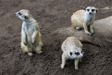 group of meerkats in outdoor enclosure at the zoo