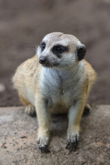 meerkat in outdoor enclosure at the zoo
