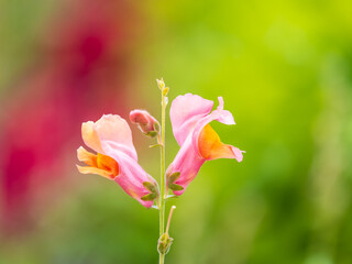 Pink flowers in the garden called Snapdragon or Antirrhinum majus or Bunny rabbits.