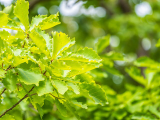 Oak branches with green and yellow leaves in autumn park.