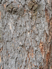 Bark texture and background of a old fir tree trunk. Detailed bark texture. Natural background