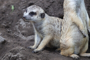 meerkat in outdoor enclosure at the zoo