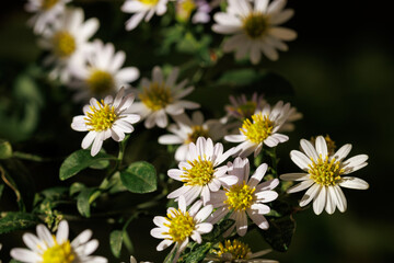 夕日を浴びる山白菊の花々