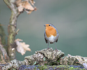 Robin perched on a fallen branch inside an oak forest in Alonsotegi, Bizkaia