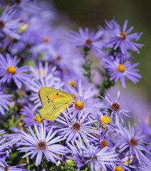 Orange Sulphur butterfly feeding on purple Aster flowers in the autumn garden.