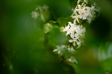 White Coffee Blossoms in Lush Greenery