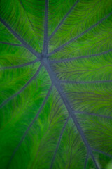 Intricate Leaf Veins Highlighting Nature's Detailed Beauty