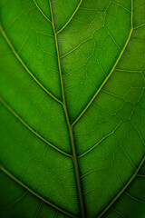  Detailed Veins of a Vibrant Green Leaf in the Morning Sunlight