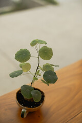 Serenity by the Window: Peaceful Scene with Sunlit Potted Plant