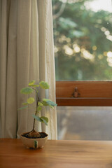 Serenity by the Window: Peaceful Scene with Sunlit Potted Plant