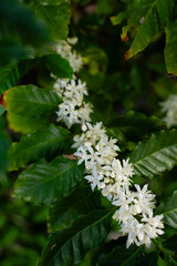 Blooming Coffee Plant with Delicate White Flowers