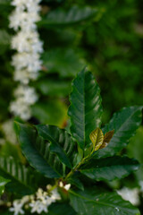 New Growth on Coffee Tree in Early Spring