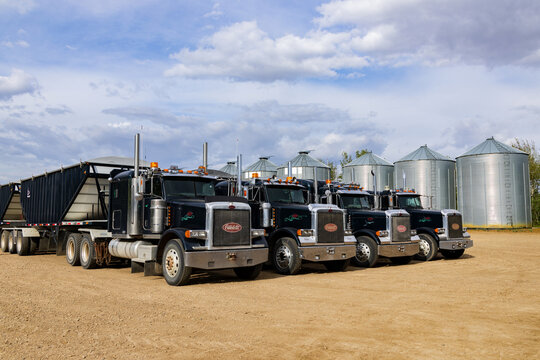 Spirit River, Alberta, Canada - August 20, 2024: four Peterbilt 379 sleeper semi-trucks are parked in a row in the farm yard, metal storage grain bins on the background.