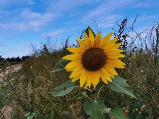  A vibrant sunflower blooms under a blue sky in the countryside