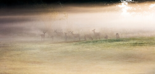 Sarny W Porannych Mgłach  © Wojciech Lisiński