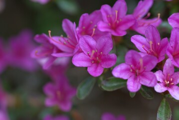 close up of a pink flower, Azalea flower in a beautiful garden