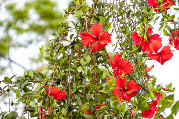 Red Hibiscus flowers (China rose, Chinese hibiscus, Hawaiian hibiscus) in tropical garden.