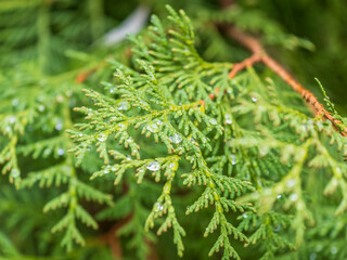 Thuja branches with drops of water after rain. Wet branches in the sunset light.