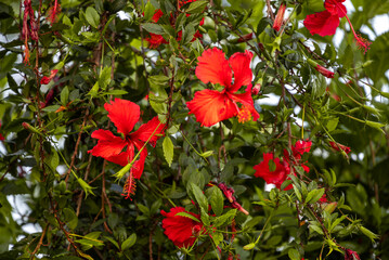 Red Hibiscus flowers (China rose, Chinese hibiscus, Hawaiian hibiscus) in tropical garden.