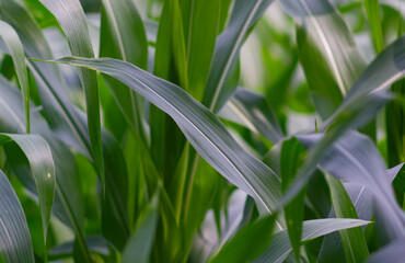 view of corn leaves. corn leaf background. corn growing abundantly in the garden.
