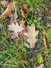 Orange, brown and yellow fallen oak leaves in the sunlight.