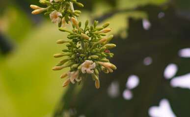 close up of papaya flowers with nature blur background