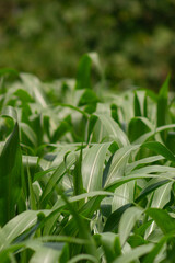 view of corn leaves. corn leaf background. corn growing abundantly in the garden.