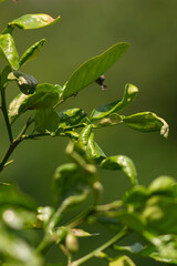 close up of orange leaves with nature blur background