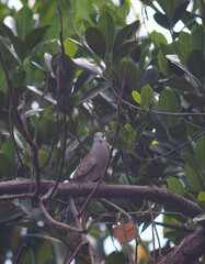 Javanese dove or Geopelia striata perched on a tree