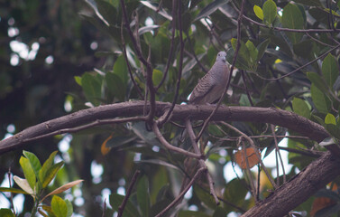 Javanese dove or Geopelia striata perched on a tree