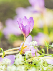 Fototapeta premium Autumn purple crocuses bloomed above the ground.