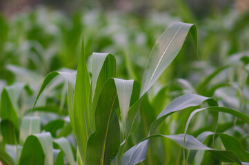 view of corn leaves. corn leaf background. corn growing abundantly in the garden.