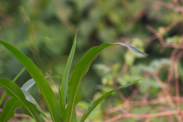view of corn leaves. corn leaf background. corn growing abundantly in the garden.