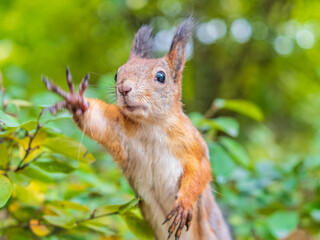 Autumn Squirrel standing on its hind legs on on green grass with fallen yellow leaves