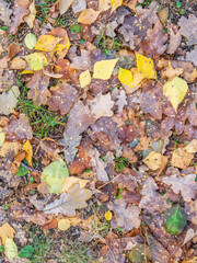 Orange, brown and yellow fallen oak leaves in the sunlight.