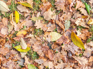Orange, brown and yellow fallen oak leaves in the sunlight.