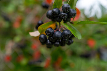 Black berries cluster on a vibrant shrub with green leaves and red accents under sunlight.