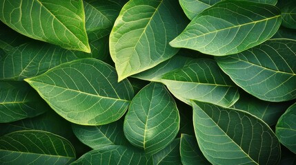 surface made of leaves with its delicate veins and vibrant green color