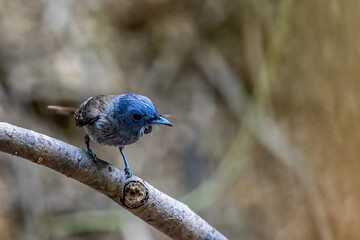 Beautiful bird in Asian, It is a kind of bird found in Thailand.