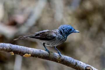 Beautiful bird in Asian, It is a kind of bird found in Thailand.