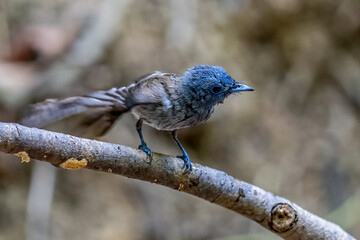 Beautiful bird in Asian, It is a kind of bird found in Thailand.