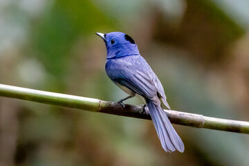 Beautiful bird in Asian, It is a kind of bird found in Thailand.