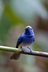 Beautiful bird in Asian, It is a kind of bird found in Thailand.