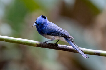 Beautiful bird in Asian, It is a kind of bird found in Thailand.