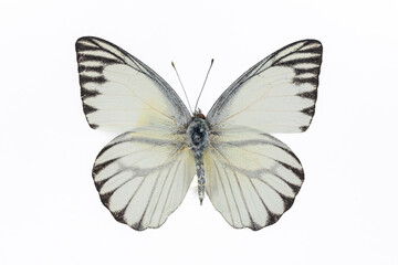 Collection of butterflies in Thailand for study in the biology laboratory.