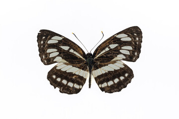 Collection of butterflies in Thailand for study in the biology laboratory.
