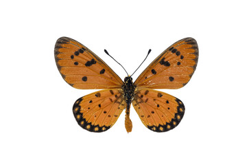 Collection of butterflies in Thailand for study in the biology laboratory.